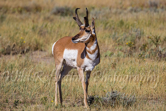 Antelope buck left straight up