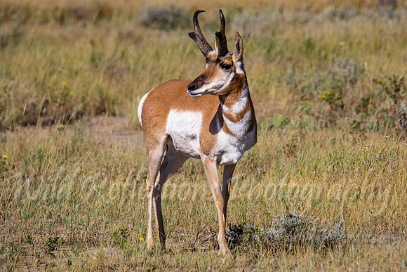 Antelope buck head up left