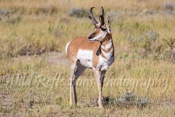Antelope buck hard left head up
