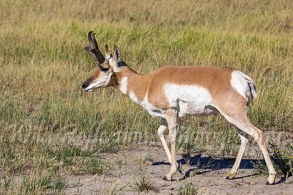 Antelope buck walking left