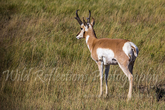 Antelope buck walking away left