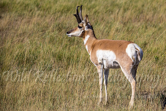 Antelope buck quartering away
