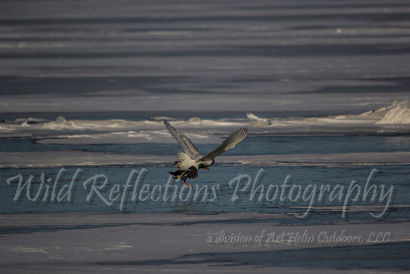 Snowy Owl with Mallard