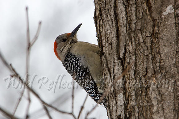 Red-bellied Woodpecker, female, straight head