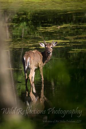 wet whitetail