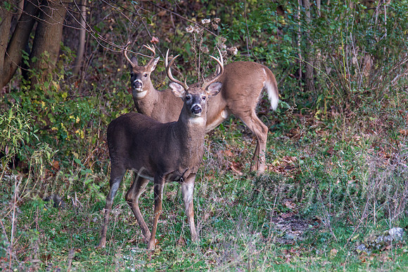 Whitetail double