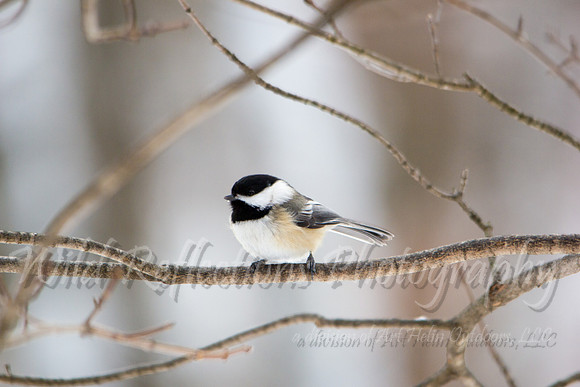 Black-Capped Chickadee, Winter