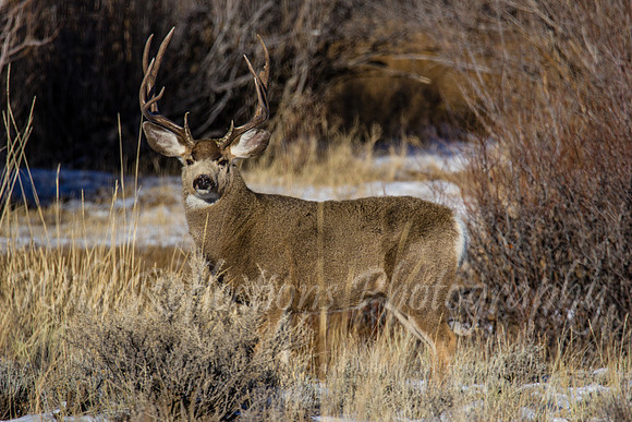 IMG_8781