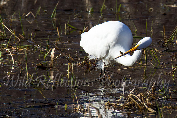 Great Egret, feeding