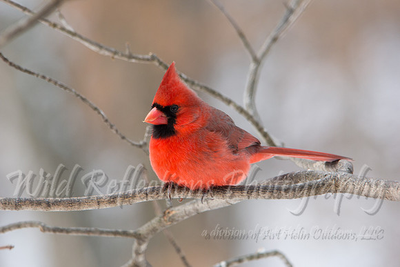 Northern cardinal, male in winter