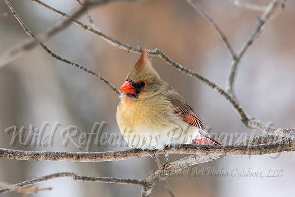 Northern Cardinal, female on winter branch