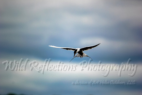 Tern wings down