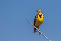 spring2016