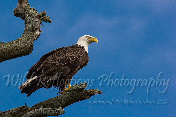 Blue sky Bald Eagle