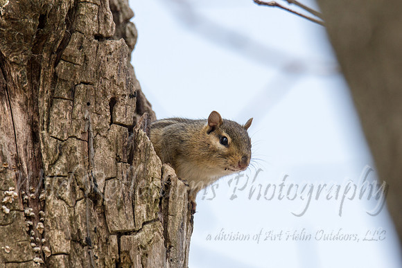 chipmunk