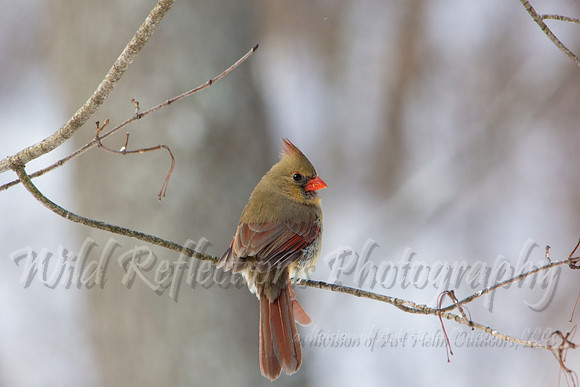 Northern cardinal female from behind