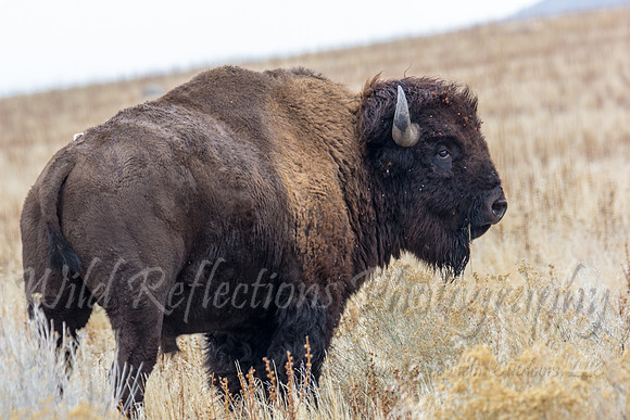 American Bison right turn color