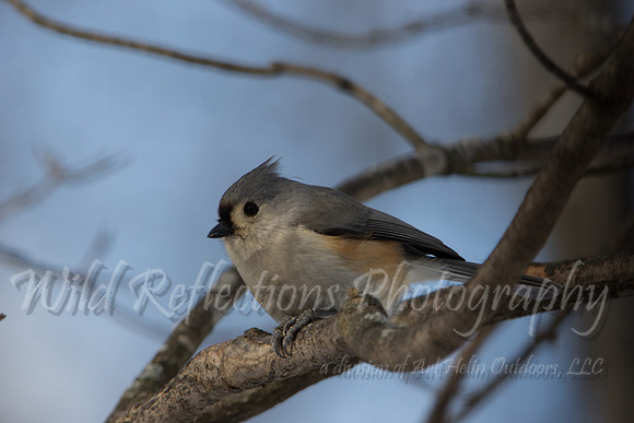 Tufted titmouse from below
