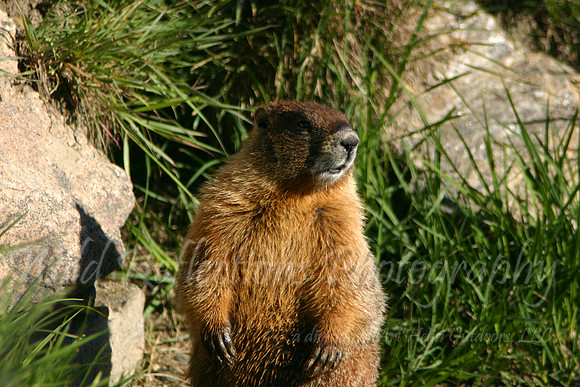 Yellow-bellied Marmot