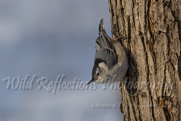 White-breasted Nuthatch upside down on tree trunk