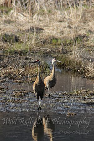 Sandhill Crane pair