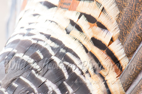 Wild Turkey, fan base
