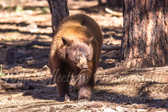 Black Bear "color Phase"