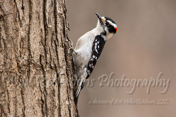 Downy woodpecker