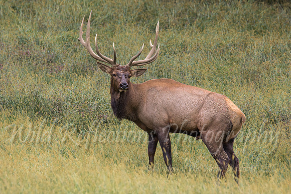 Bull Elk left
