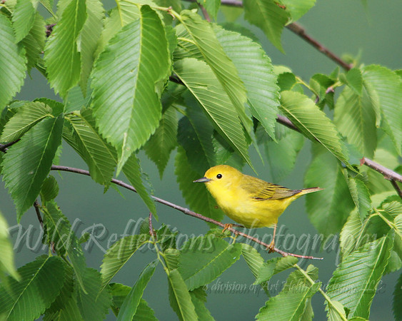 Yellow Warbler, male