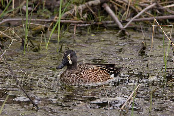 blue wing teal male