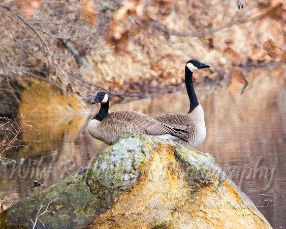 Canadian goose