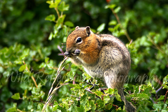 Chipmunk, eating