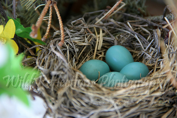 Robin Egg