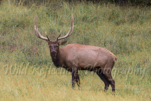Bull Elk looking at you
