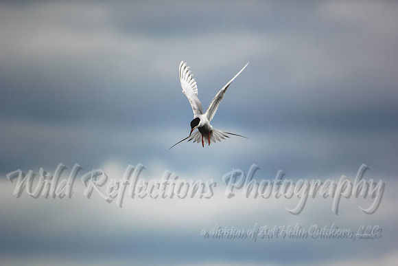 Tern