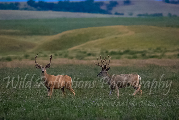 South Dakota Mulies