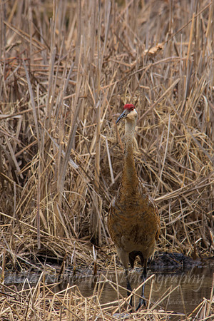 Sandhill crane