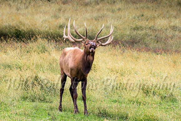 Bull Elk