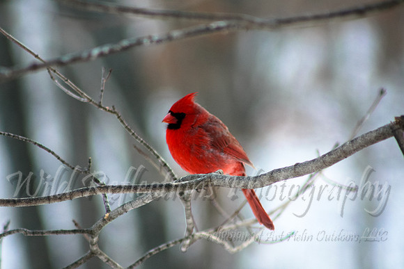 Northern Cardinal, Male