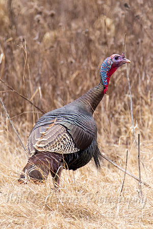walking field gobbler