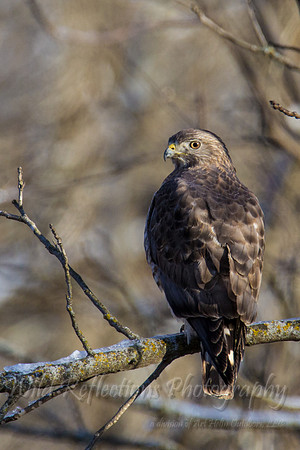 Broad-winged Hawk