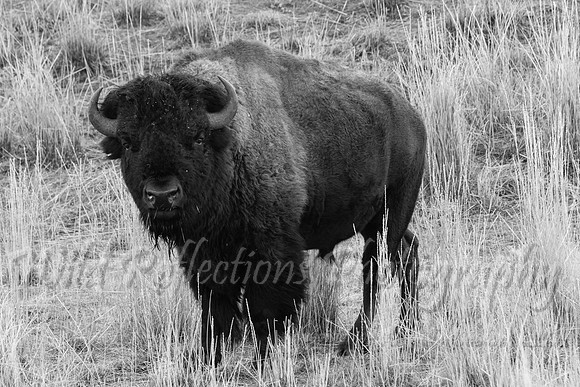 American Bison head on bw