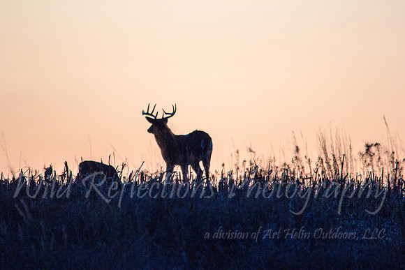 Whitetail buck on horizon
