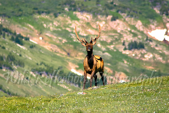 Elk, Bull 1