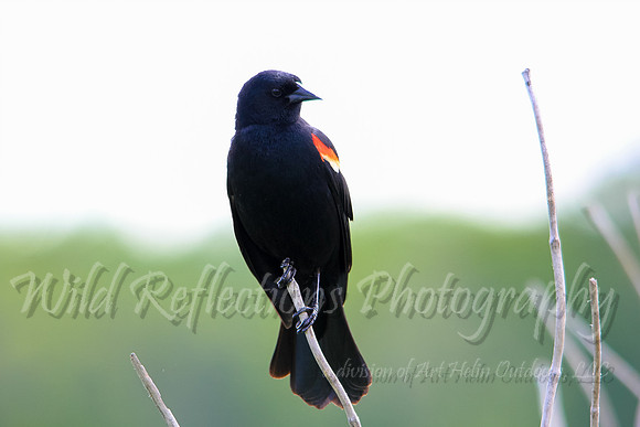Red-Winged Black Bird, male