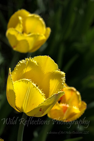 Triple Tulips