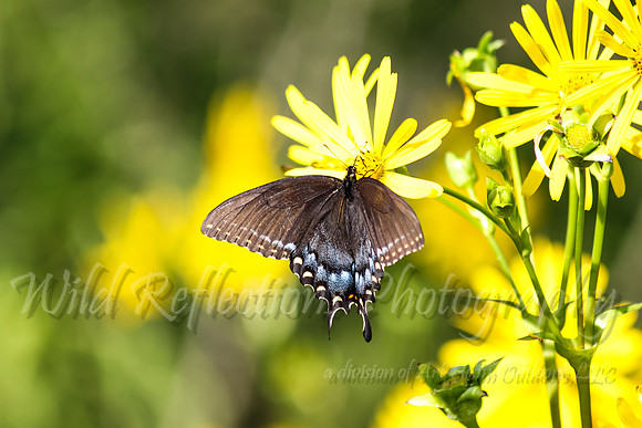 Blue Butterfly feeding on wildflower
