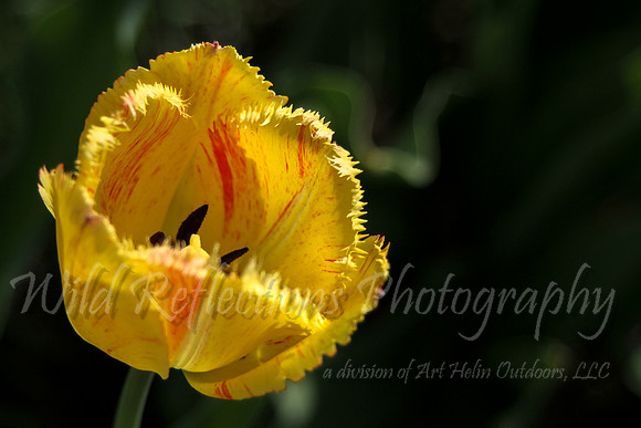 Red striped Tulip