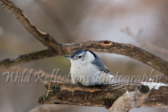 White-breasted Nuthatch, crouched on branch